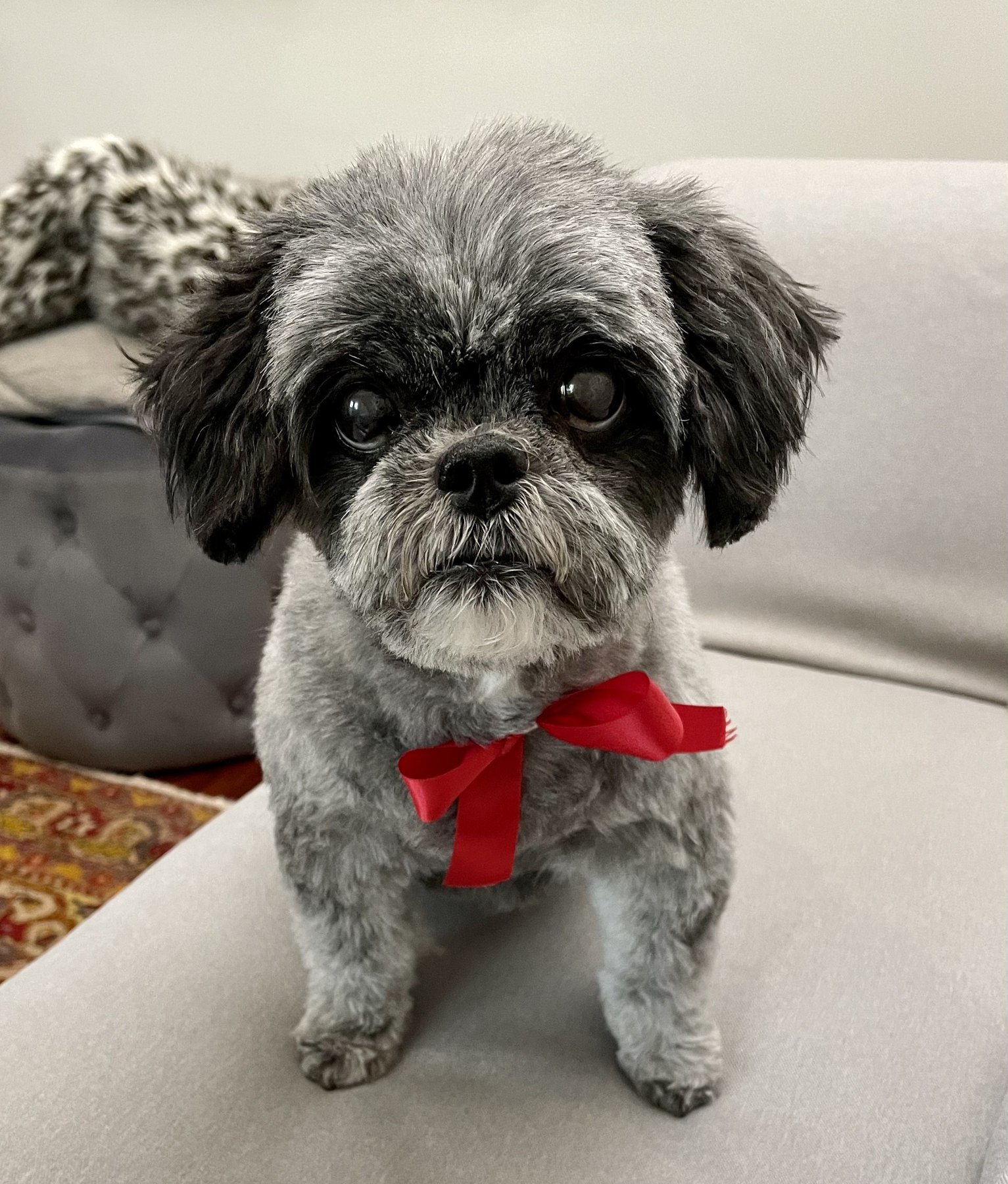 Un petit chien avec un nœud rouge assis sur un canapé