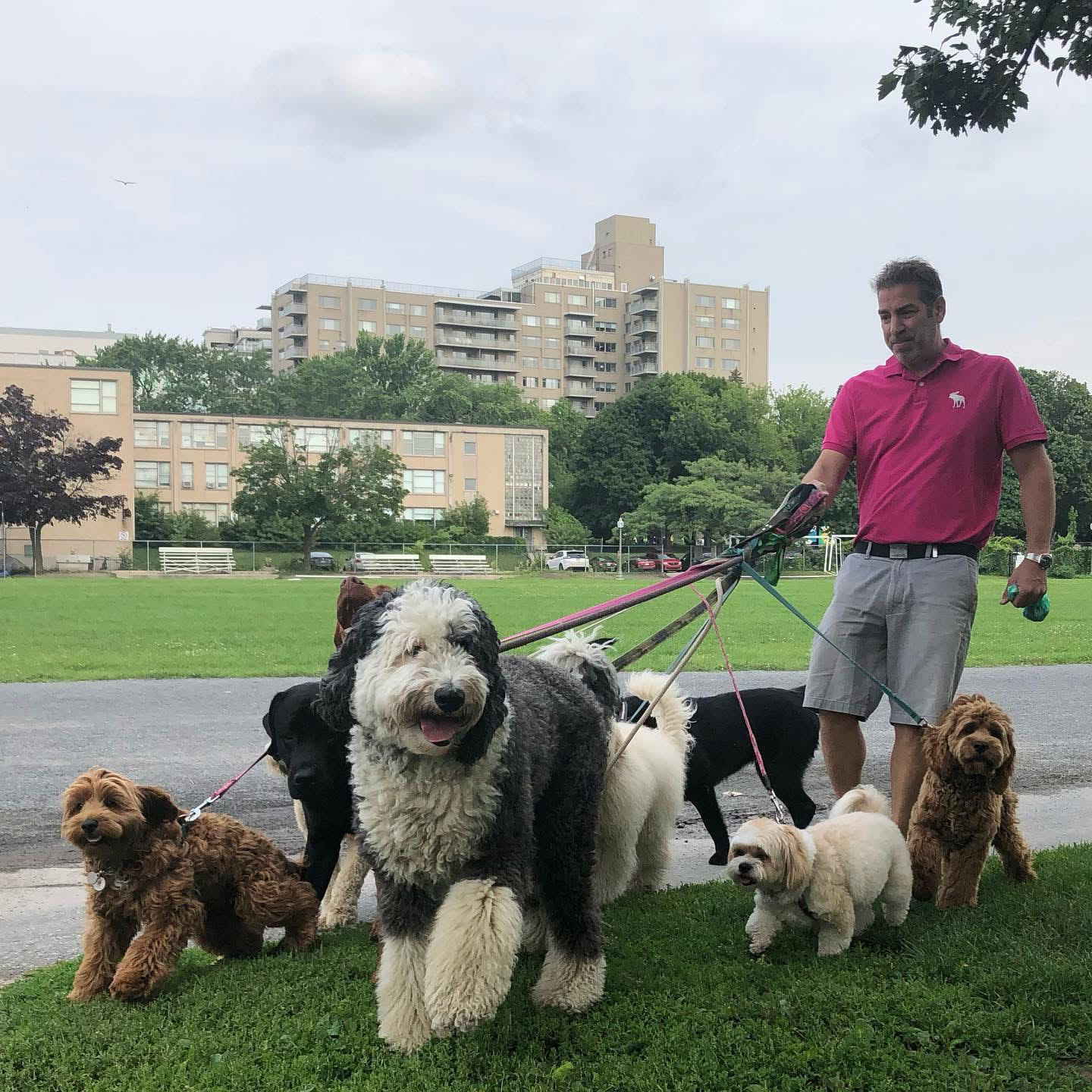 Ian Shulman, fondateur de Concierge 4 Pattes, en polo rose lors d’une promenade avec des chiens