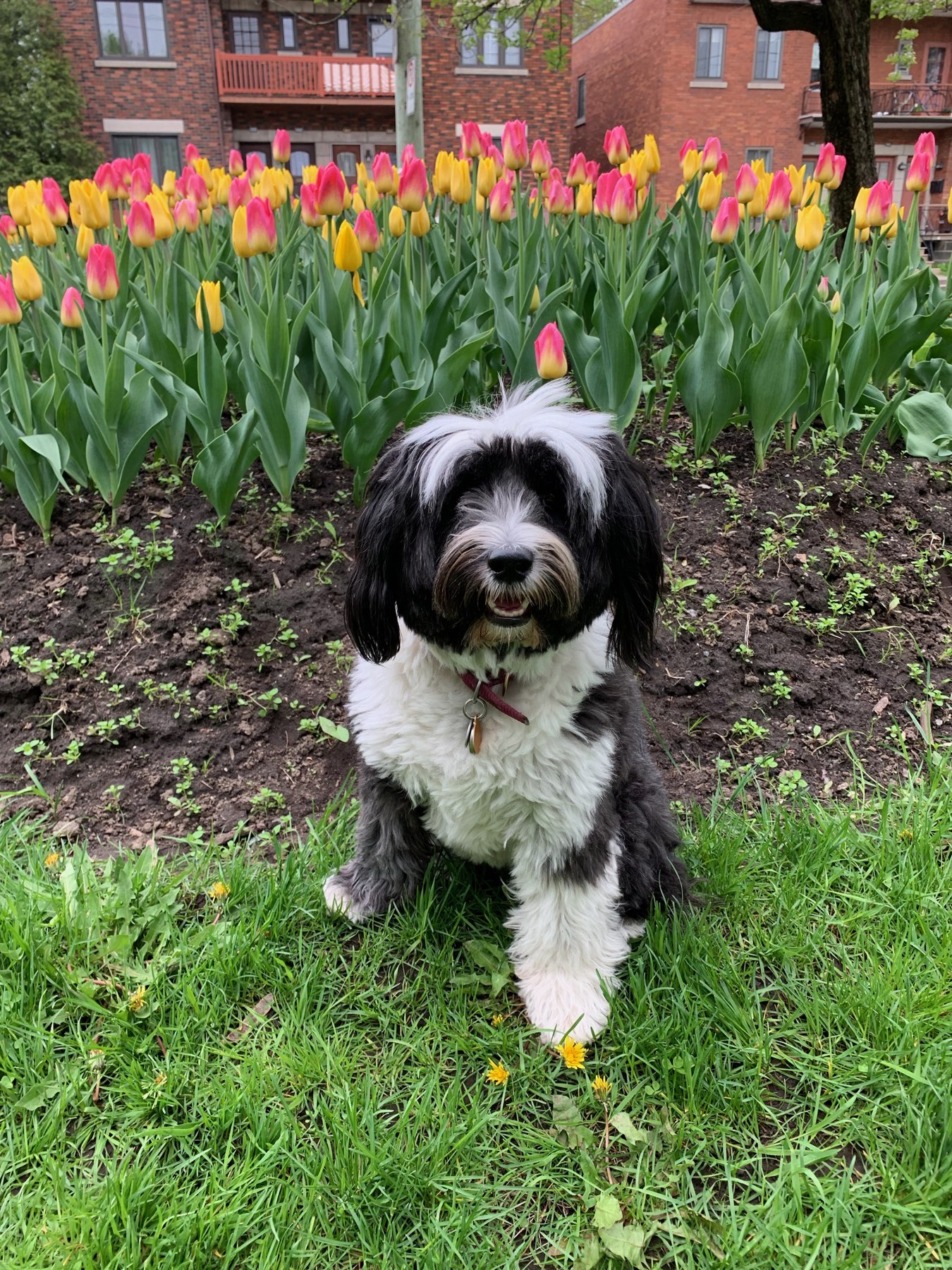 Un chien noir et blanc assis devant des tulipes colorées